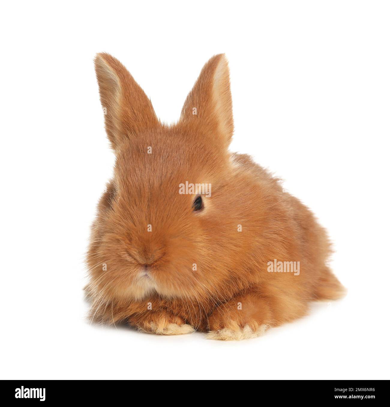 Adorable fluffy bunny isolated on white. Easter symbol Stock Photo - Alamy