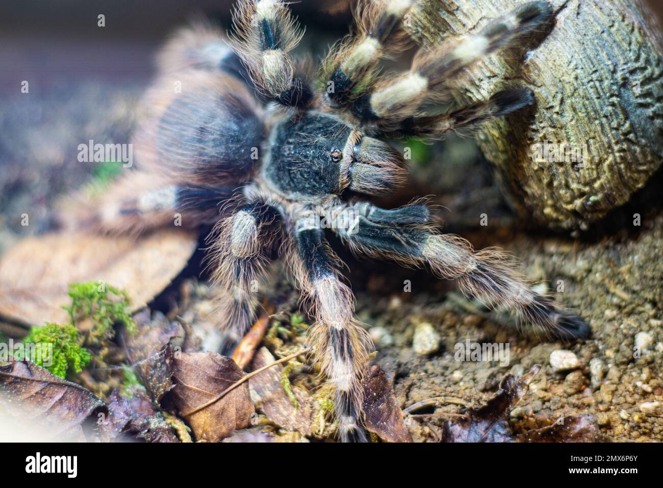 Nhandu coloratovillosus tarantula Stock Photo