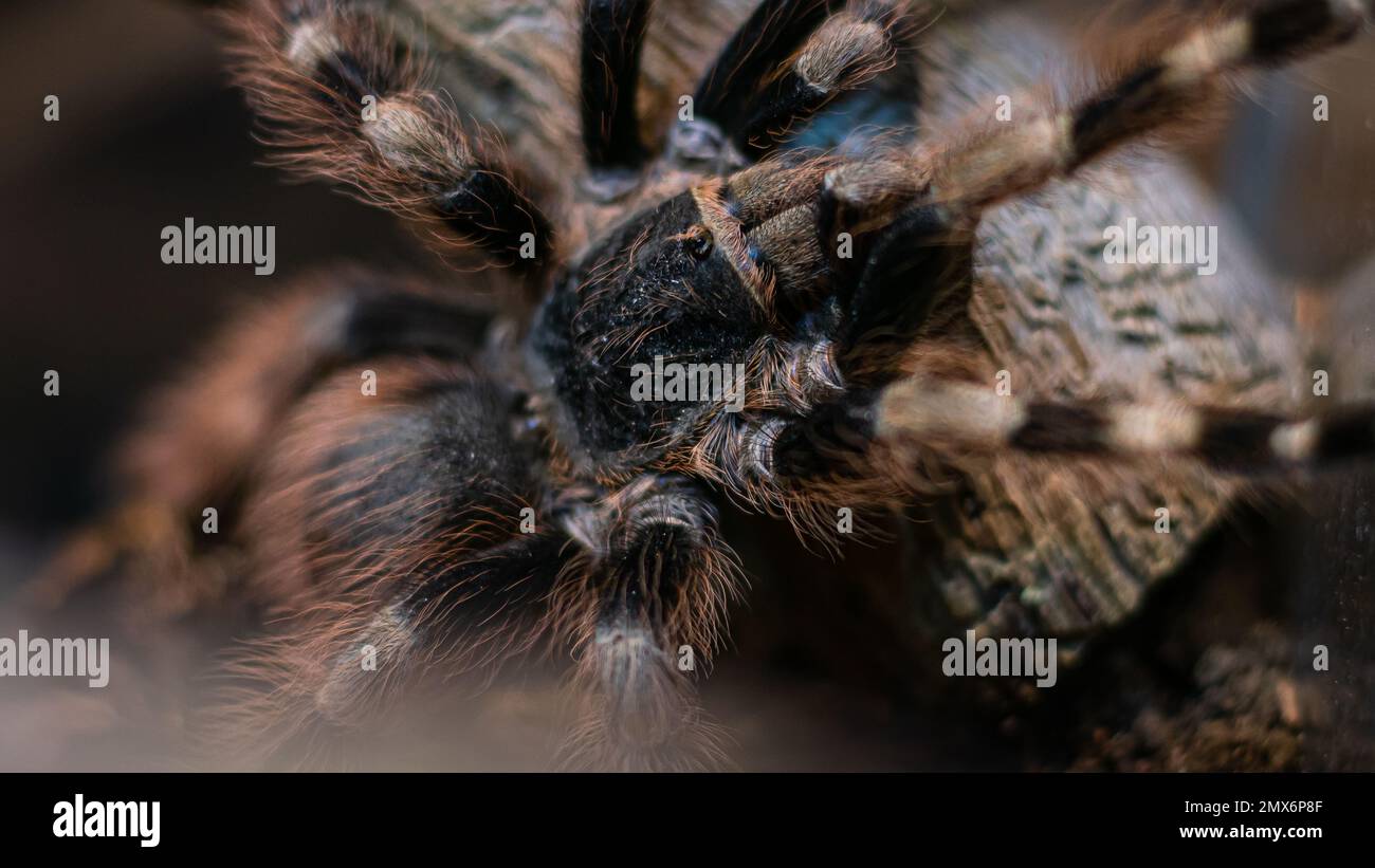 Nhandu coloratovillosus tarantula Stock Photo - Alamy