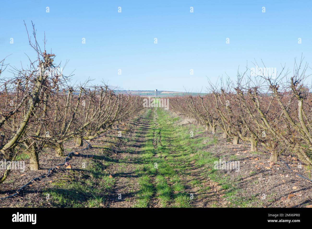 Fruit trees plantation on winter. Field irrigated with dripping system with water tank at bottom. Stock Photo