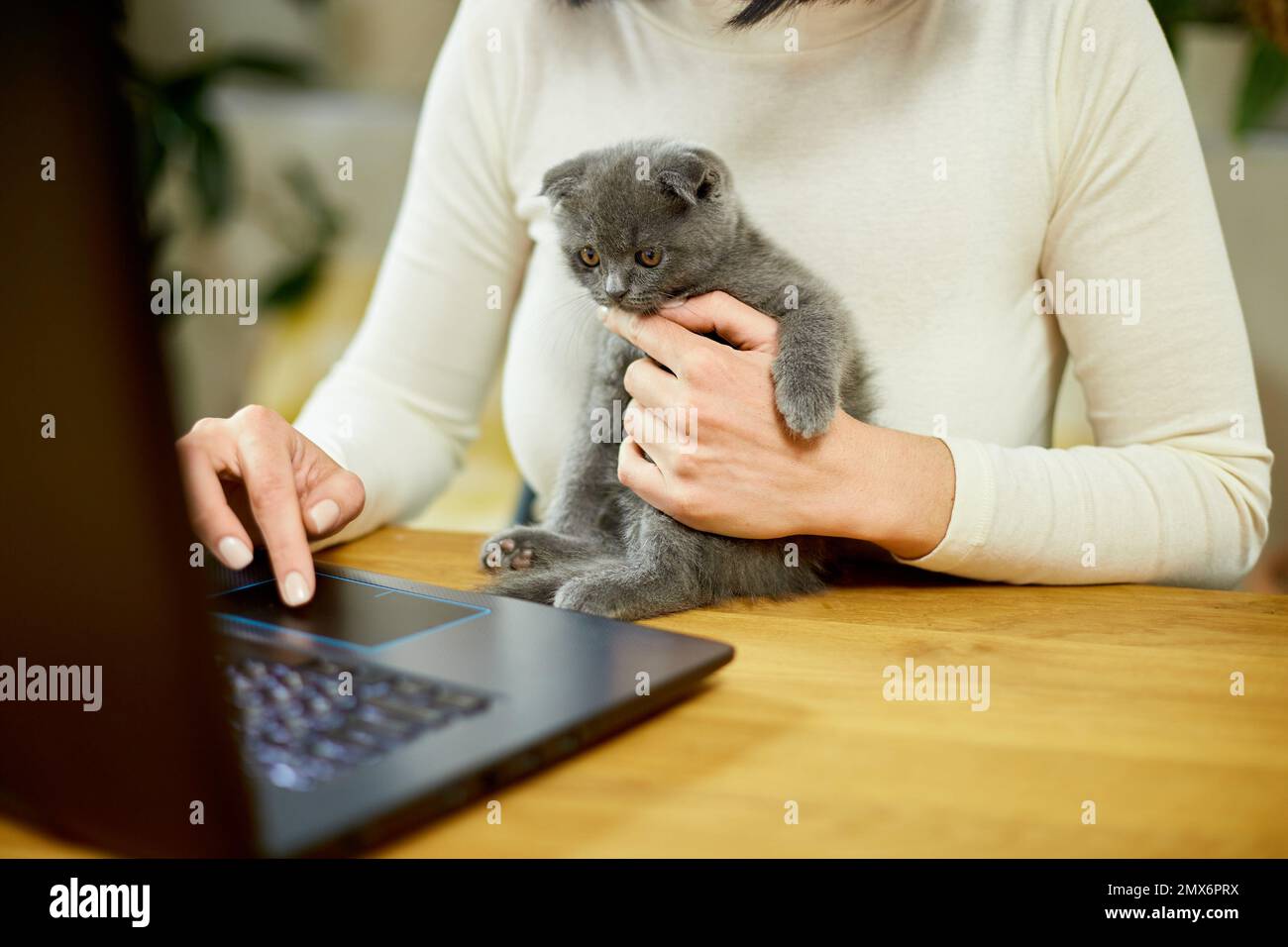 Unrecognizable hand Woman searching vet website on laptop to register