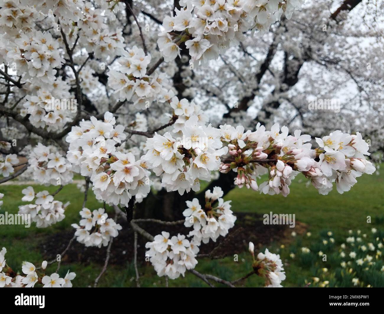 tree blooming with white cherry blossoms outdoor with green grass. Stock Photo