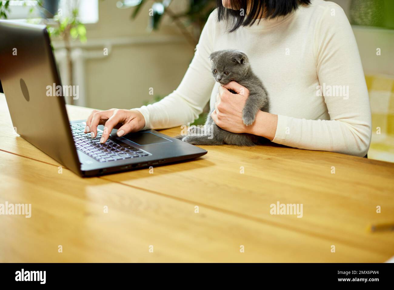 Unrecognizable hand Woman searching vet website on laptop to register