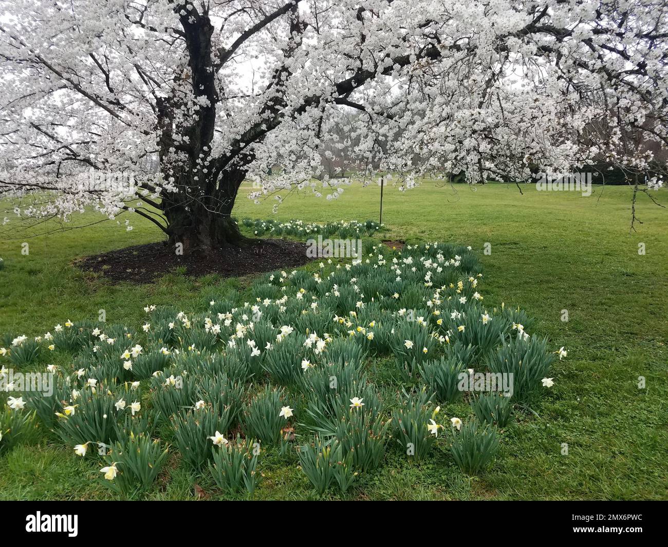 tree blooming with white cherry blossoms outdoor with green grass. Stock Photo