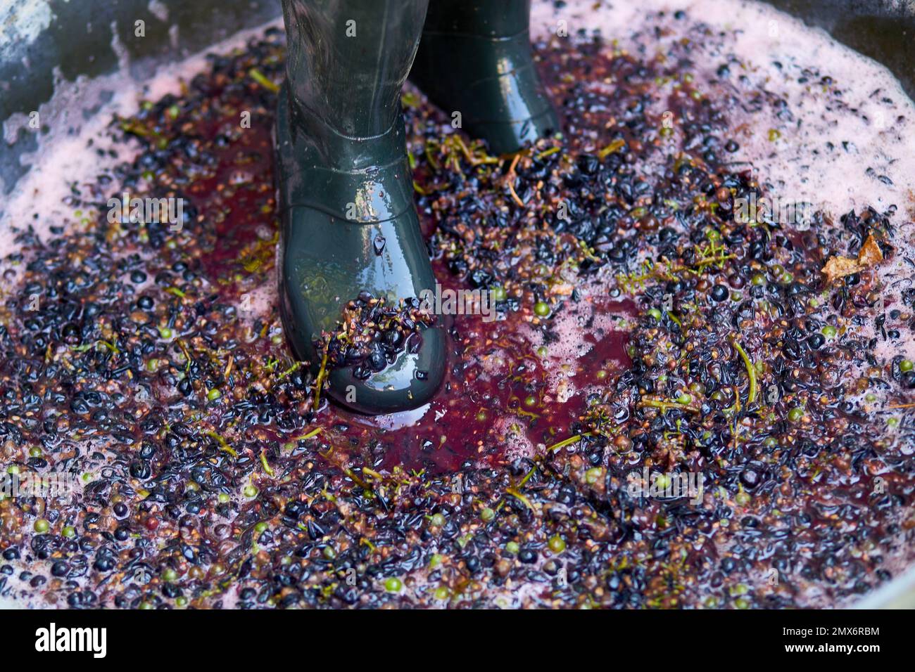 Crushing or press ripe grapes by fit in boots. Pressing grapes to make