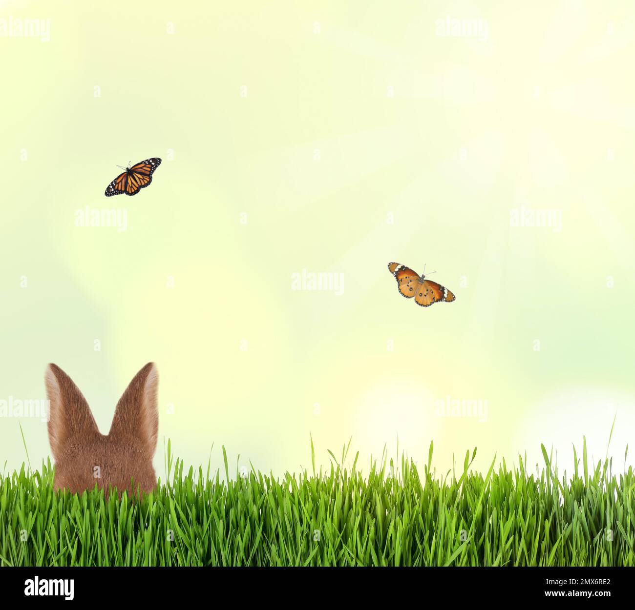 Cute Easter bunny hiding in green grass outdoors Stock Photo
