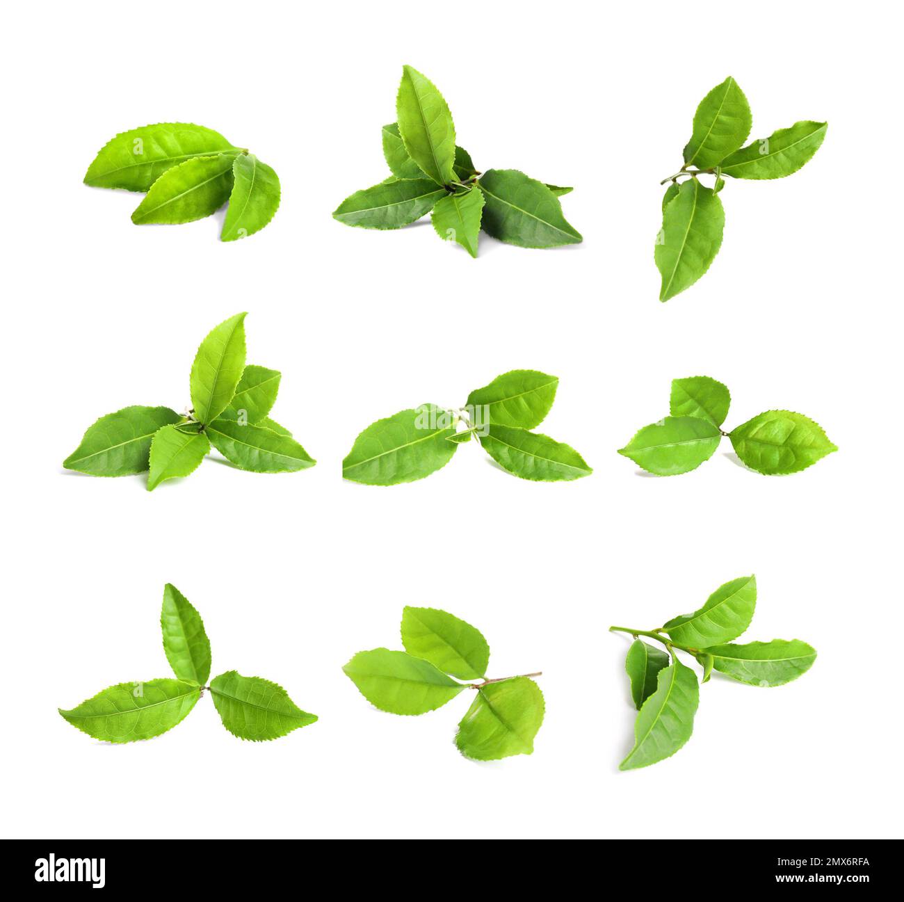 Set of fresh green tea leaves on white background Stock Photo - Alamy