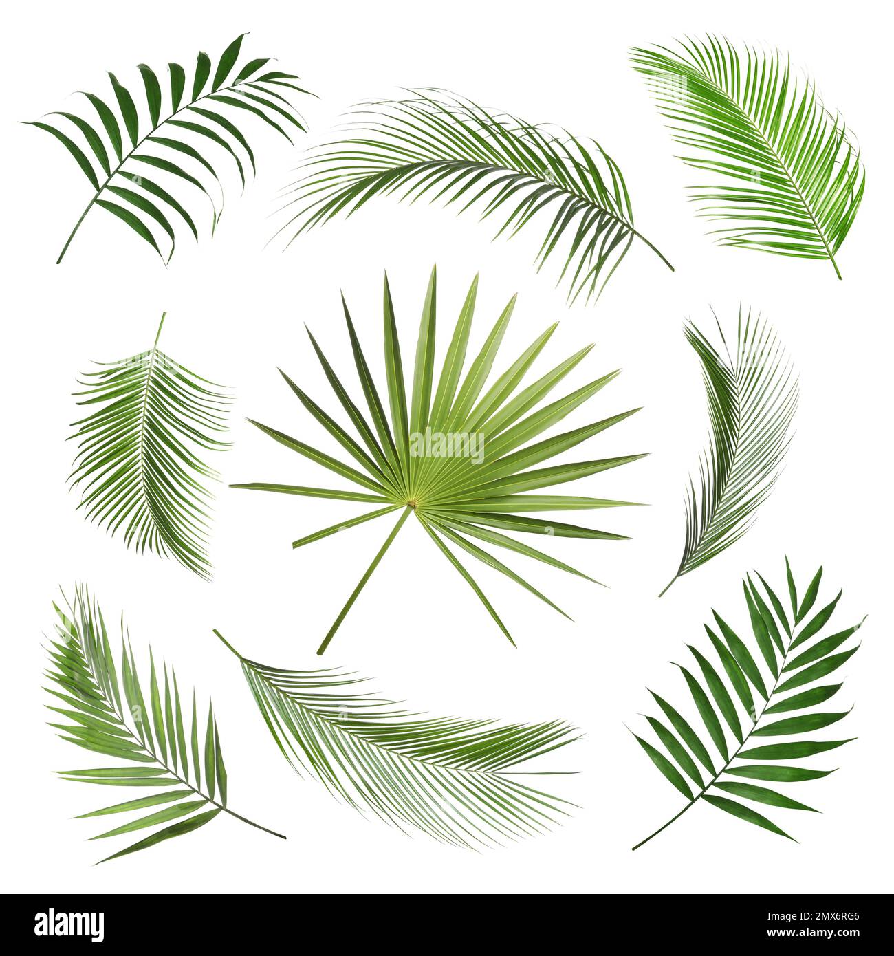 Set of tropical leaves on white background Stock Photo Alamy