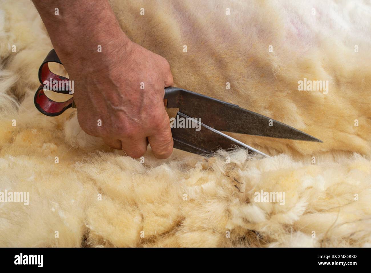 A shearer removes the sheep wool. Traditional shearing demonstration