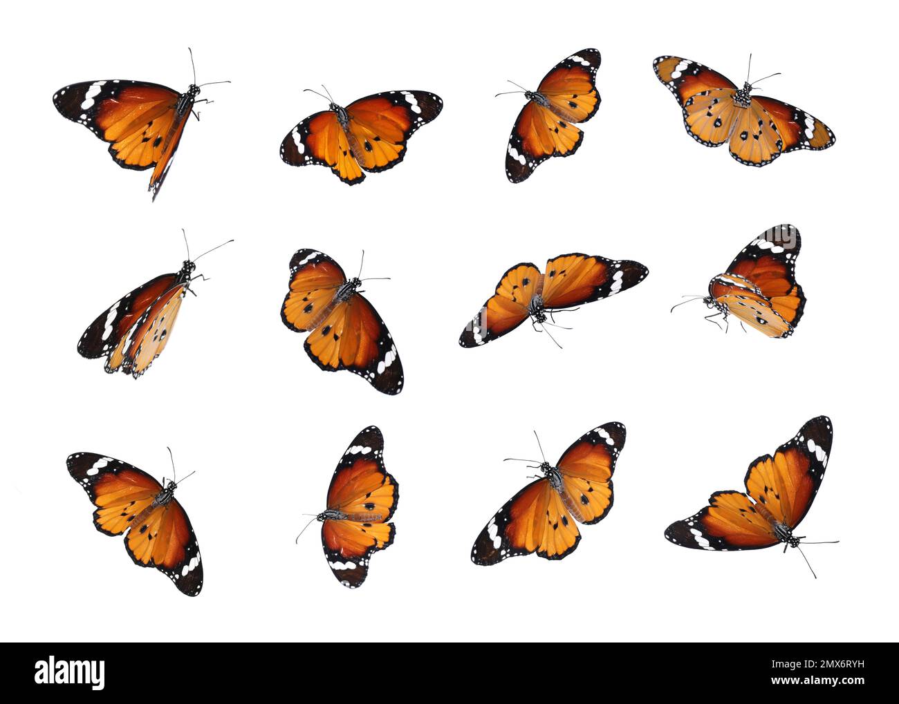 Set of many flying painted lady butterflies on white background Stock Photo  - Alamy