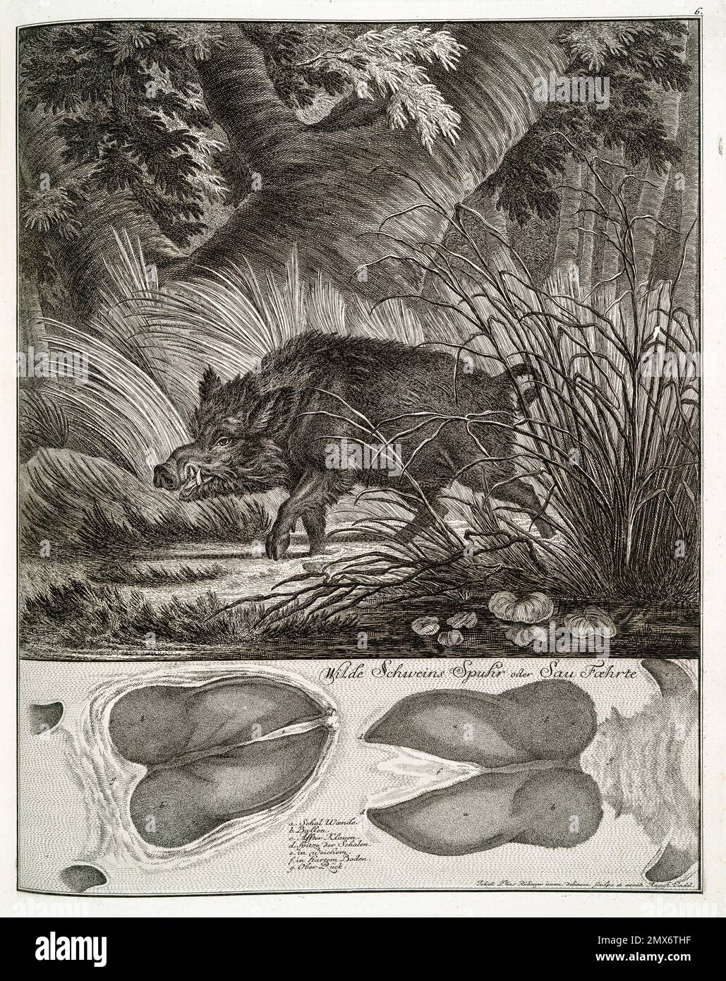 Odere hi-res stock photography and images - Alamy