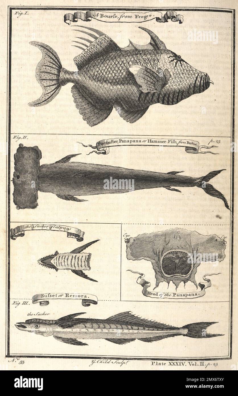 A bourse; Pantouflier, Panapana or hammer-fish; The sucker flatways; Head  of the Panapana; Susset or Remora Additional title: The fish in these Stock  Photo - Alamy