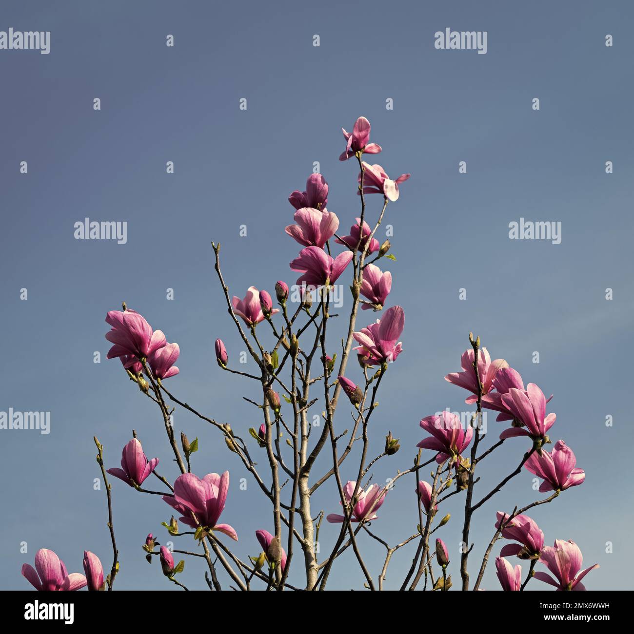 pink flowers of magnolia tree in full spring bloom Stock Photo - Alamy