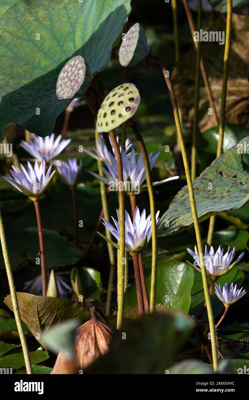 Water lilies at Botanical Garden, Kuching, Sarawak, East Malaysia
