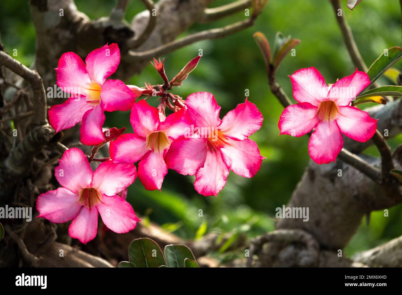 Potted plant flowers in Simanggang, Sarawak, East Malaysia, Borneo. The