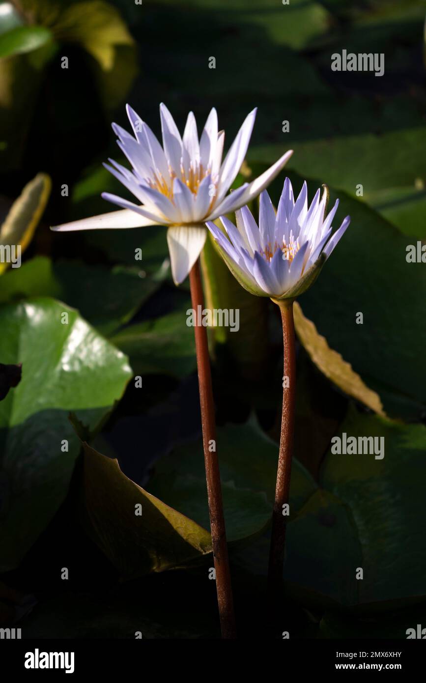 Water lilies at Botanical Garden, Kuching, Sarawak, East Malaysia
