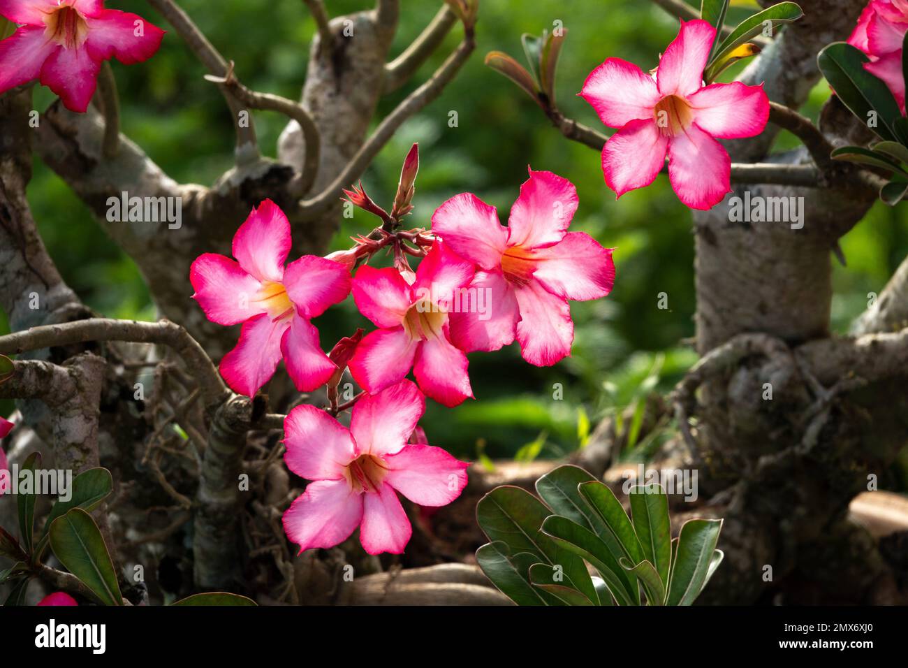 Potted plant flowers in Simanggang, Sarawak, East Malaysia, Borneo. The plants that grow in this