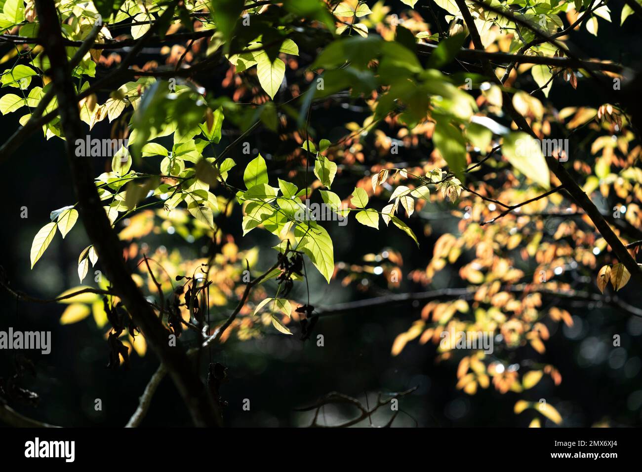 Tree leaves at Botanical Garden, Kuching, Sarawak, East Malaysia