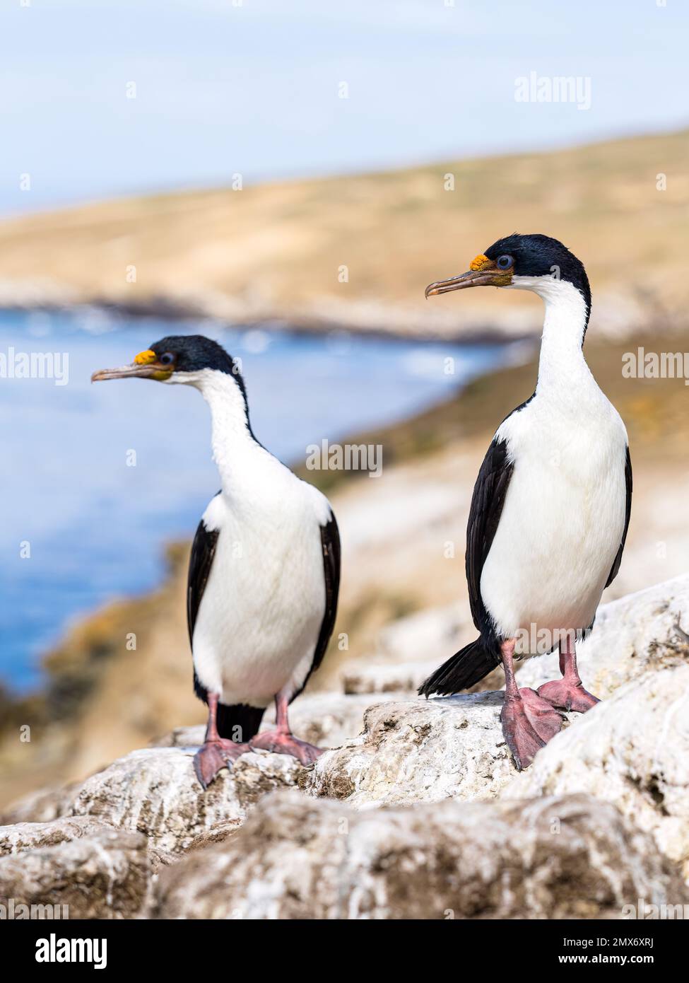 Imperial cormorant colony on Carcass Island in the Falklands Stock Photo