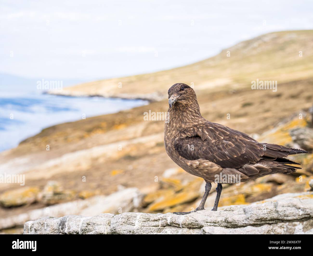 Falkland skua at an imperial shag colony on Carcass Island in the Falkjlands Stock Photo