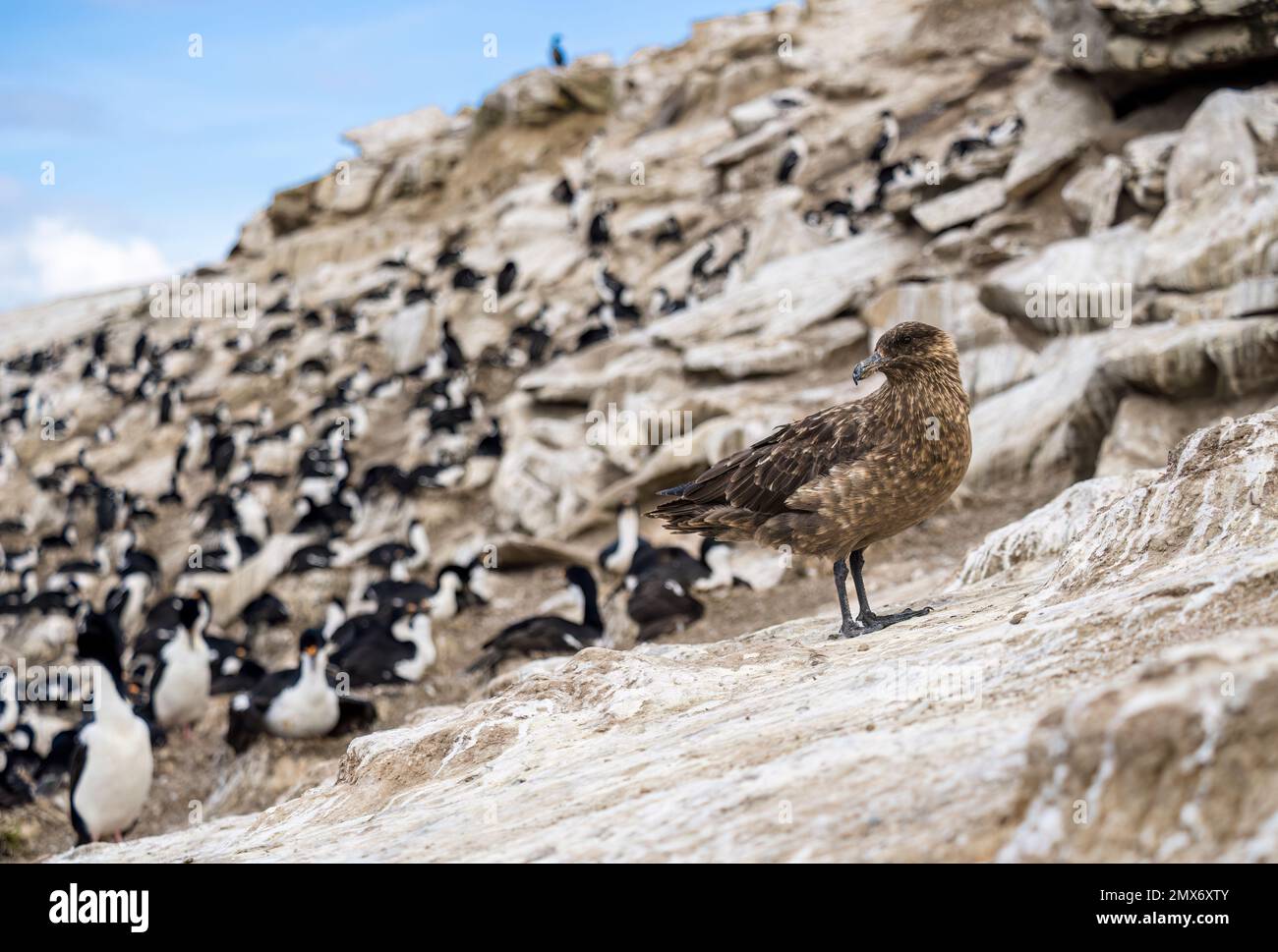 Falkland skua at an imperial shag colony on Carcass Island in the Falkjlands Stock Photo