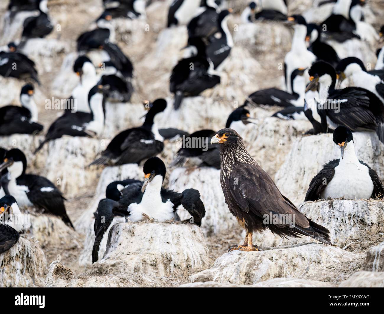 Striated caracara at an imperial cormorant colony on Carcass Island in the Falklands Stock Photo
