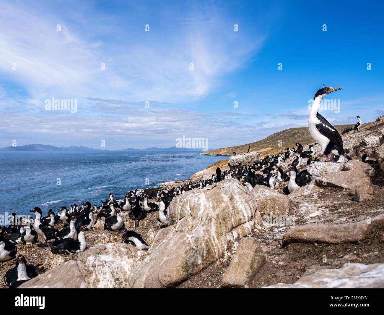 Imperial cormorant colony on Carcass Island in the Falklands Stock Photo