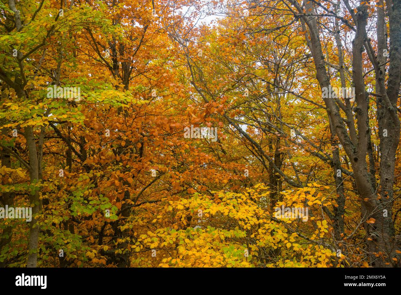 Autumn forest. Stock Photo