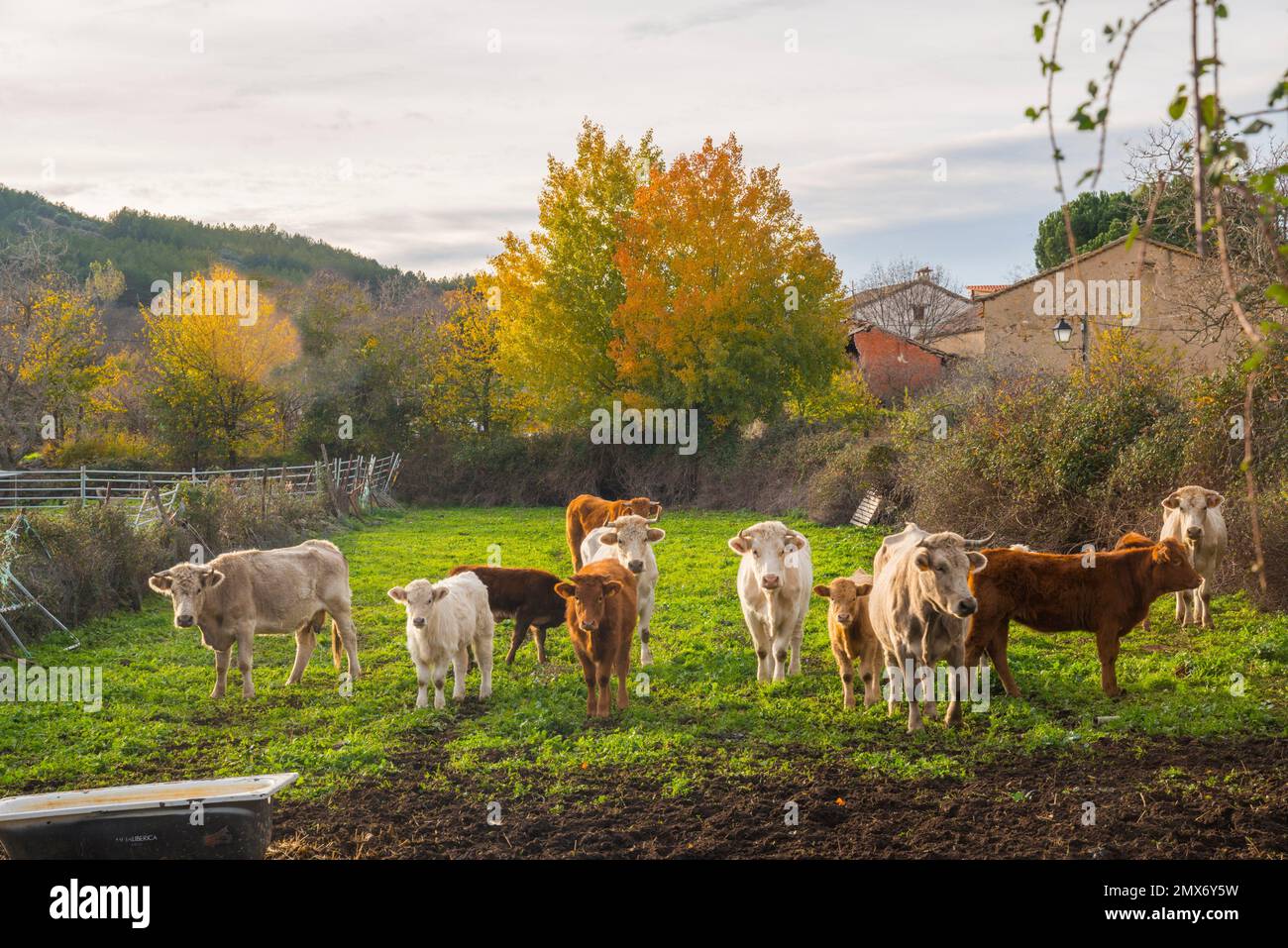 Herd of cows in a pen. Piñuecar, Madrid province, Spain. Stock Photo