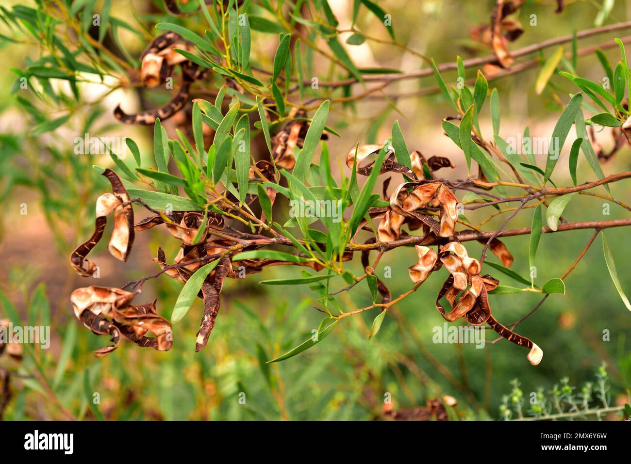 Mulga (Acacia aneura) is a shrub or small tree native to arid regions of Australia. Fruits detail. Stock Photo