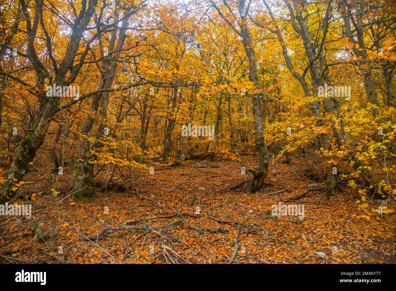 La Pedrosa beech forest in Autumn. Riofrio de Riaza, Segovia province, Castilla Leon, Spain. Stock Photo