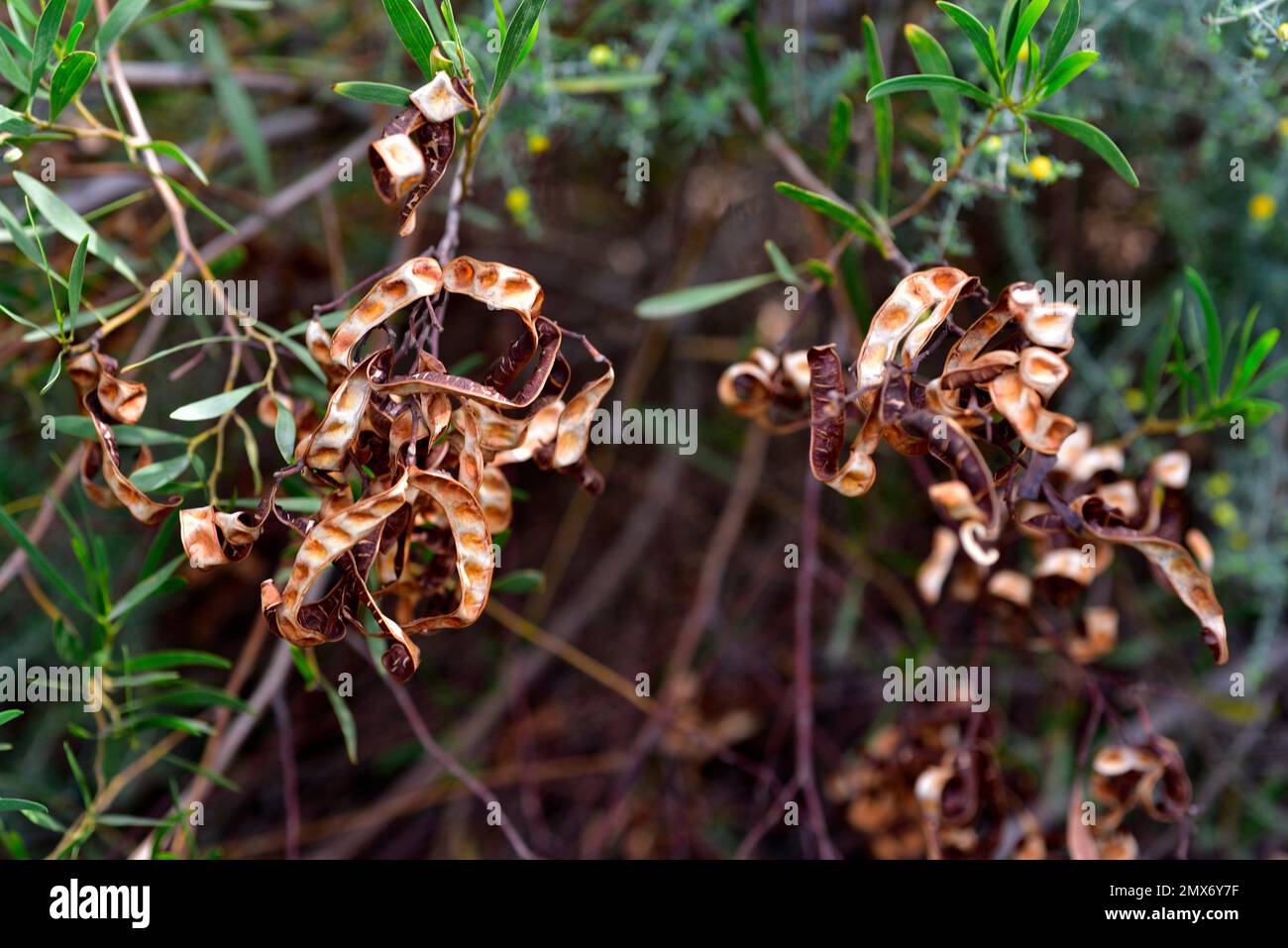 Mulga (Acacia aneura) is a shrub or small tree native to arid regions of Australia. Fruits detail. Stock Photo