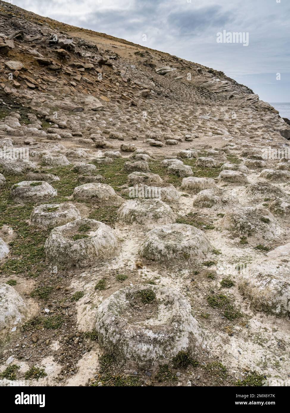 Abandoned Imperial cormorant colony on Carcass Island in the Falklands Stock Photo