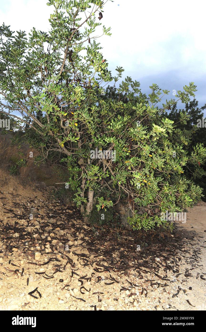 Carob tree ceratonia siliqua hires stock photography and images Alamy