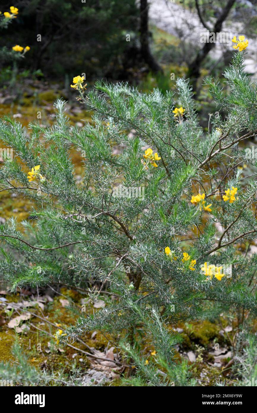 Silver broom adenocarpus decorticans hires stock photography and