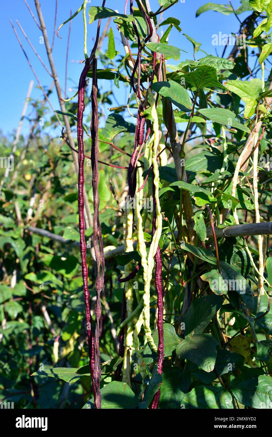 Asparagus bean (Vigna unguiculata sesquipedalis) is an climbing annual