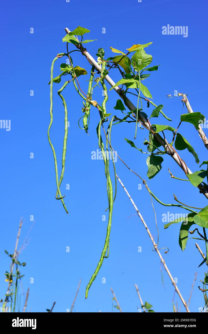 Asparagus bean (Vigna unguiculata sesquipedalis) is an climbing annual