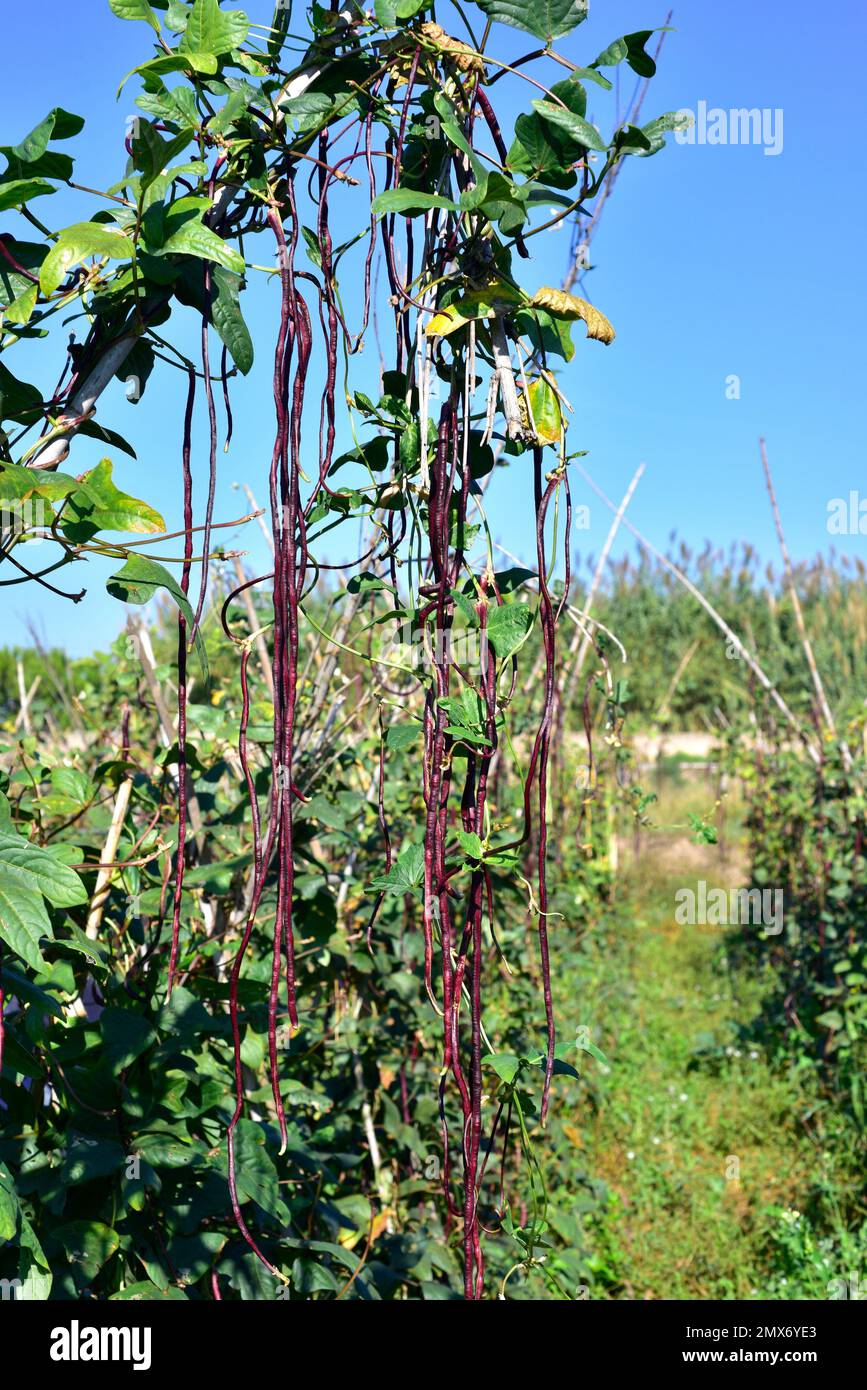 Asparagus bean (Vigna unguiculata sesquipedalis) is an climbing annual