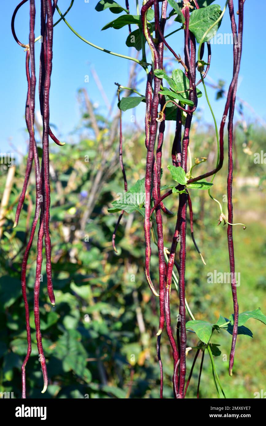 Asparagus bean (Vigna unguiculata sesquipedalis) is an climbing annual
