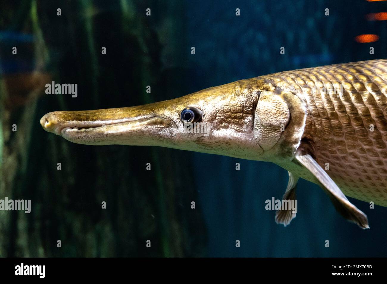Closeup of an alligator fish in an aquarium Stock Photo Alamy