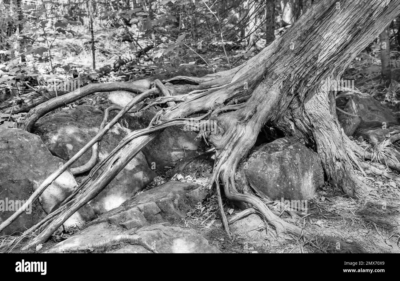 Wind and sand soil erosion reveal tree roots exposed Stock Photo - Alamy