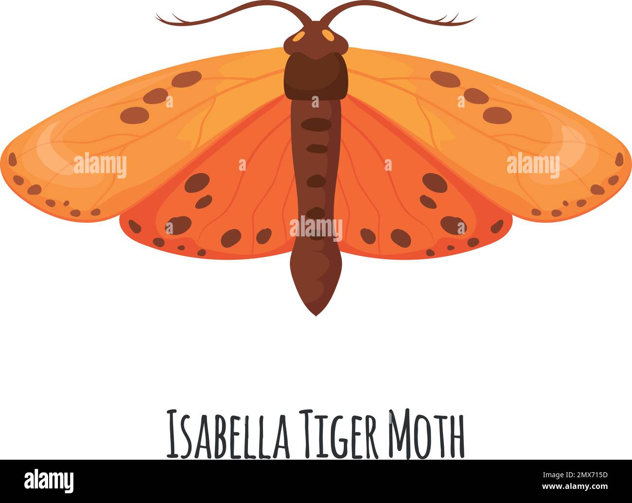 Isabella tiger moth. Ornage winged insect. Wild fauna isolated on white background Stock Vector