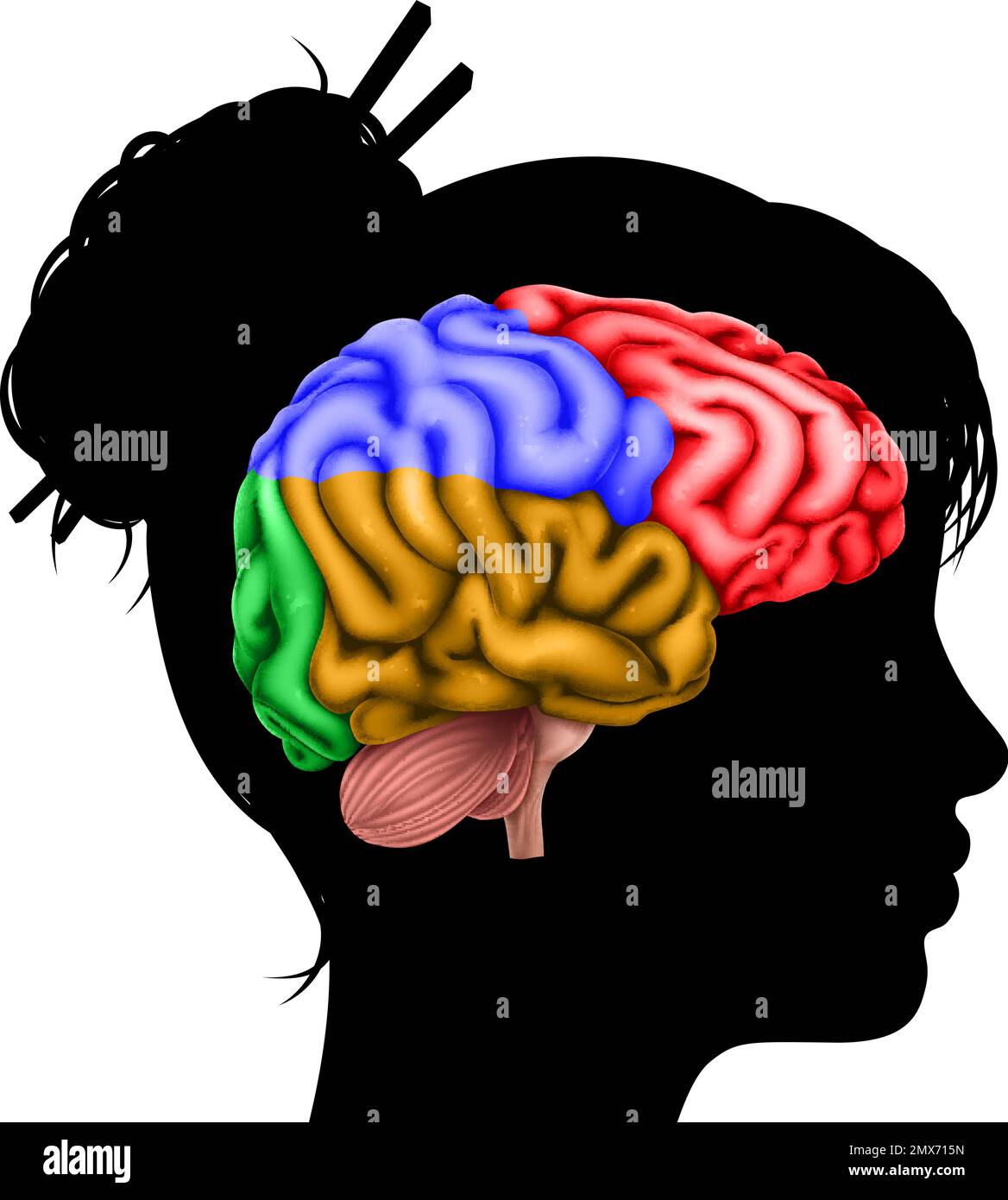 Woman Head in Silhouette Profile with Brain Concept Stock Vector