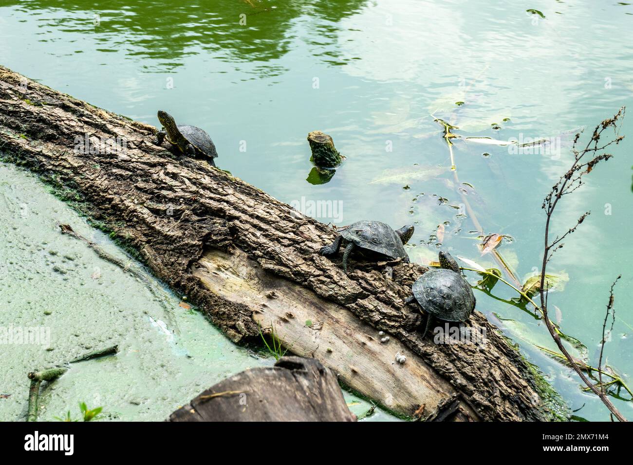Three turtles sit on a tree trunk fallen into the river Stock Photo - Alamy