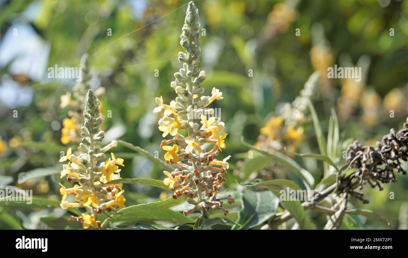 Yellow colour flowers of Buddleja madagascariensis also known as