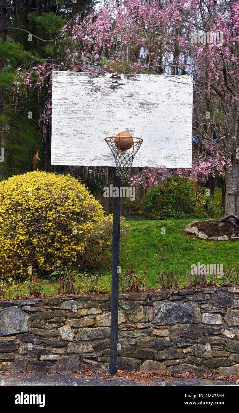 Basketball has been shot and enters the rim. Spring colors this