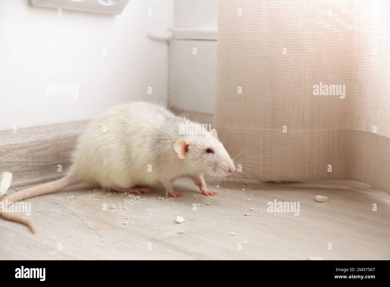 White rat on floor indoors. Pest control Stock Photo