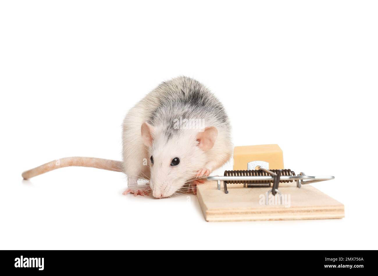 Rat and mousetrap with cheese on white background. Pest control Stock Photo