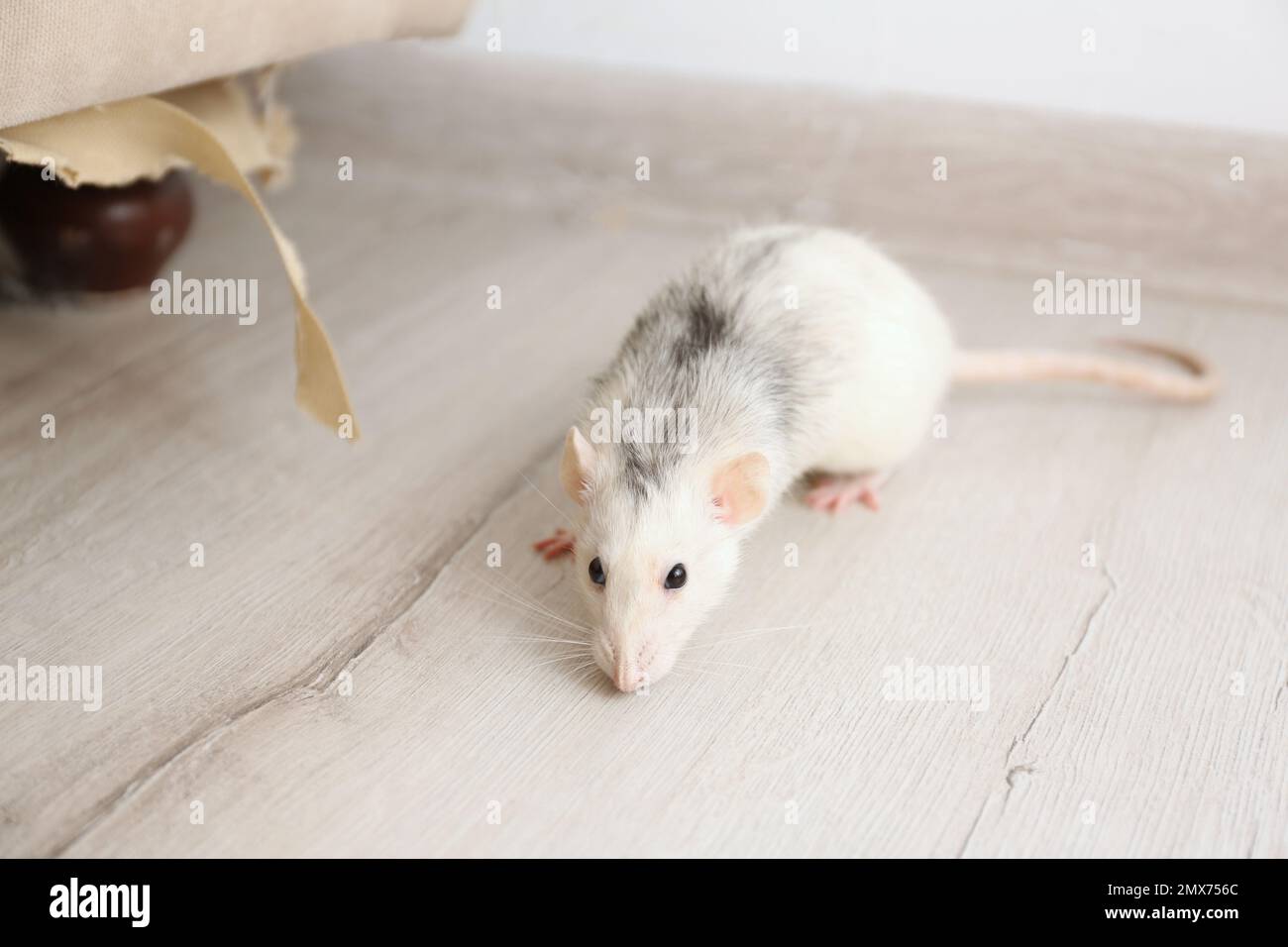 Rat near damaged furniture indoors. Pest control Stock Photo