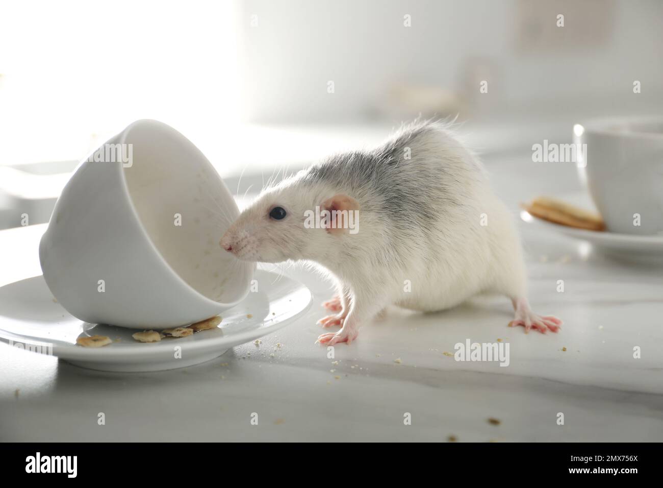 Rat near dirty dishes on table indoors, closeup. Pest control Stock Photo